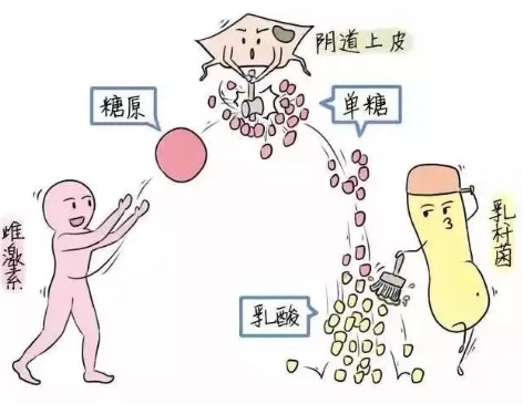 微生態午夜AV剧场廠家教您如何觀察分泌物樣本性狀