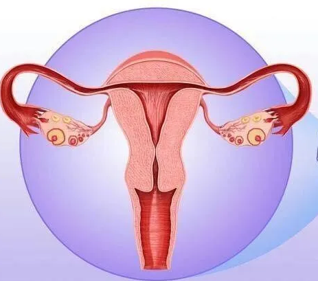 婦科陰道炎午夜福利理论片在线观看器廠家提醒女性堅持泡水喝，消炎滅菌，遠離婦科炎症